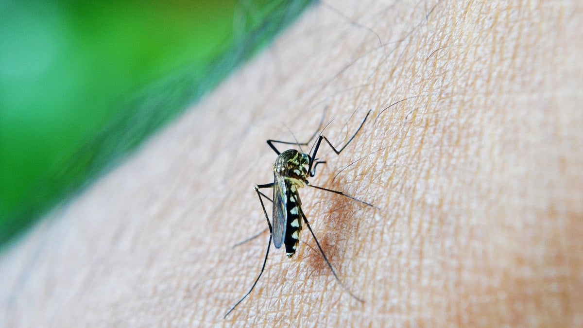 Brasil ultrapassa 4 milhões de casos de dengue em 2024 Brasil ultrapassa 4 milhões de casos de dengue em 2024