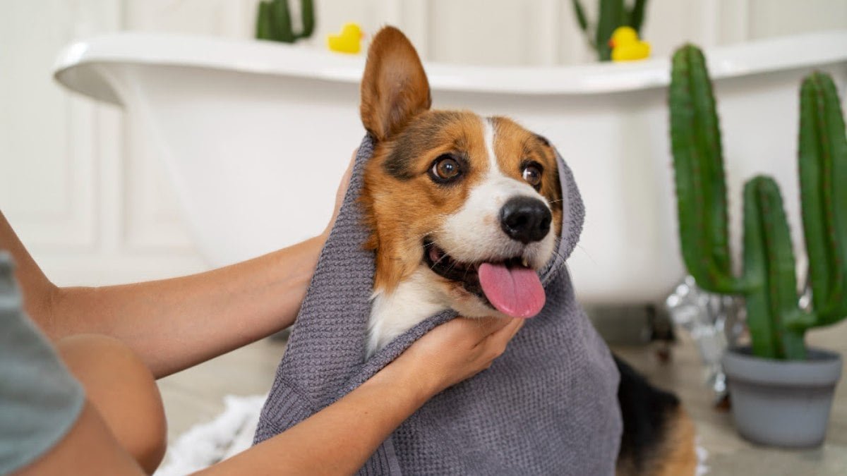 A importância da higiene para pets