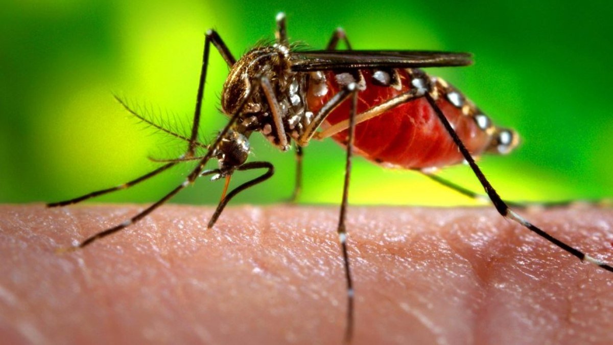 Brasil bate recorde histórico de mortes por dengue em menos de 4 meses