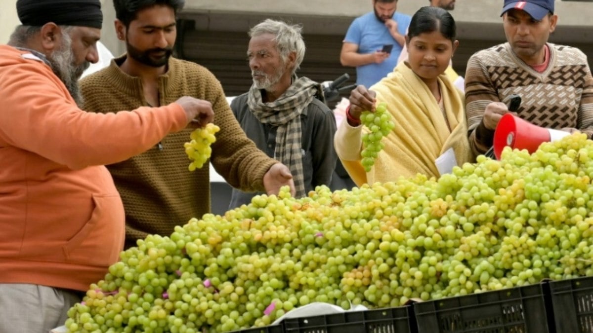 Produção mundial de vinho caiu 10% em 2023 Produção mundial de vinho caiu 10% em 2023