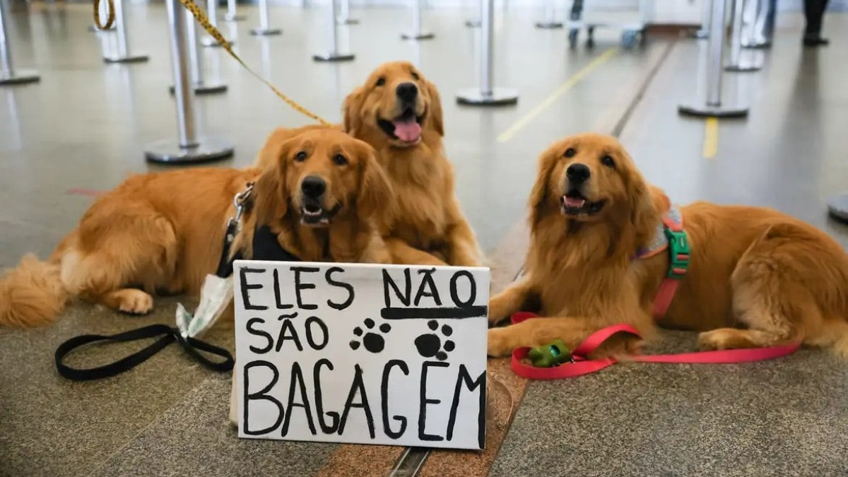 Após morte de Joca, tutores se manifestam no aeroporto de Brasília Após morte de Joca, tutores se manifestam no aeroporto de Brasília