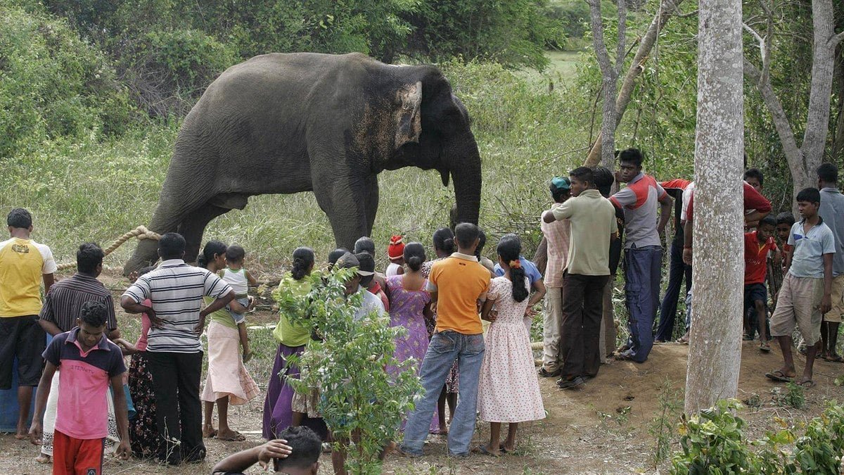 Elefante mata adolescente de 17 anos em zoológico; veja vídeo