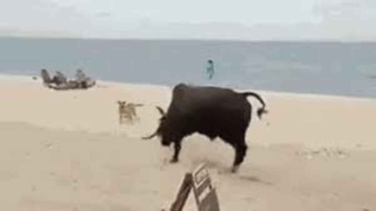 touro ataca turistas e cachorros em praia touro ataca turistas e cachorros em praia