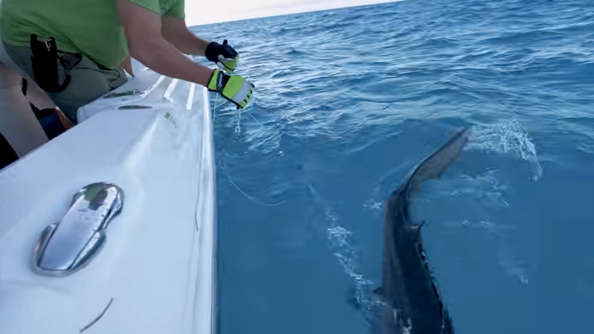 Homem pega sem querer um tubarão durante pesca Homem pega sem querer um tubarão durante pesca