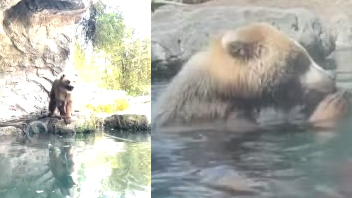 Urso engole patos em festa de aniversário com crianças Urso engole patos em festa de aniversário com crianças