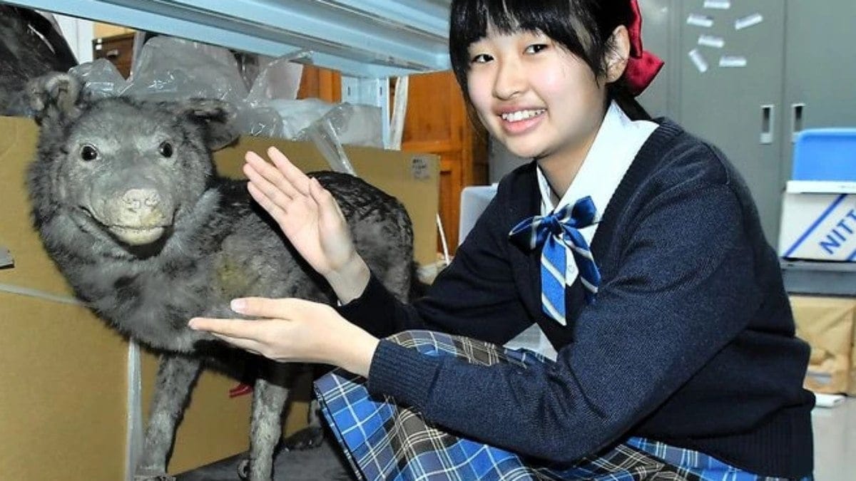Menina de 13 anos redescobre espécie de lobo extinta no Japão Menina de 13 anos redescobre espécie de lobo extinta no Japão