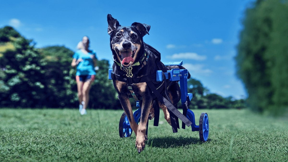 Decathlon lança pethletes, próteses para cães com deficiência se tornarem atletas Decathlon lança pethletes, próteses para cães com deficiência se tornarem atletas