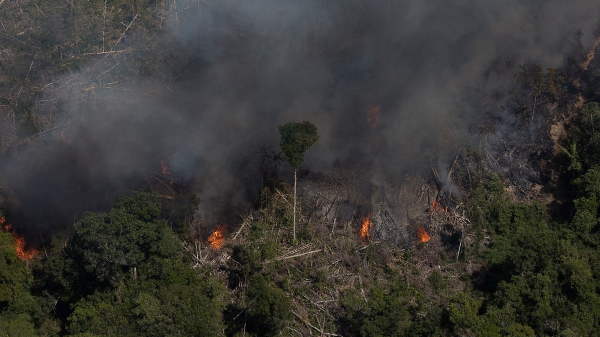 Ibama cria plataforma para acompanhar recuperação ambiental Ibama cria plataforma para acompanhar recuperação ambiental