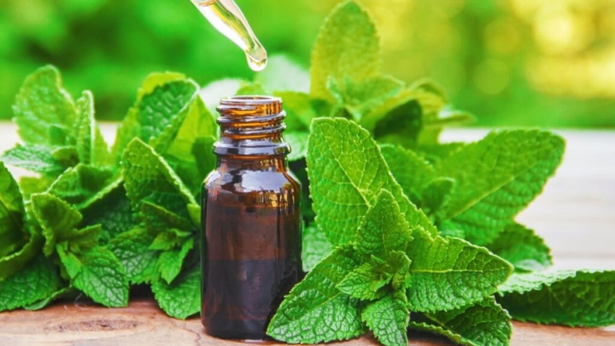 5 fragrâncias que promovem saúde e bem-estar 5 fragrâncias que promovem saúde e bem-estar