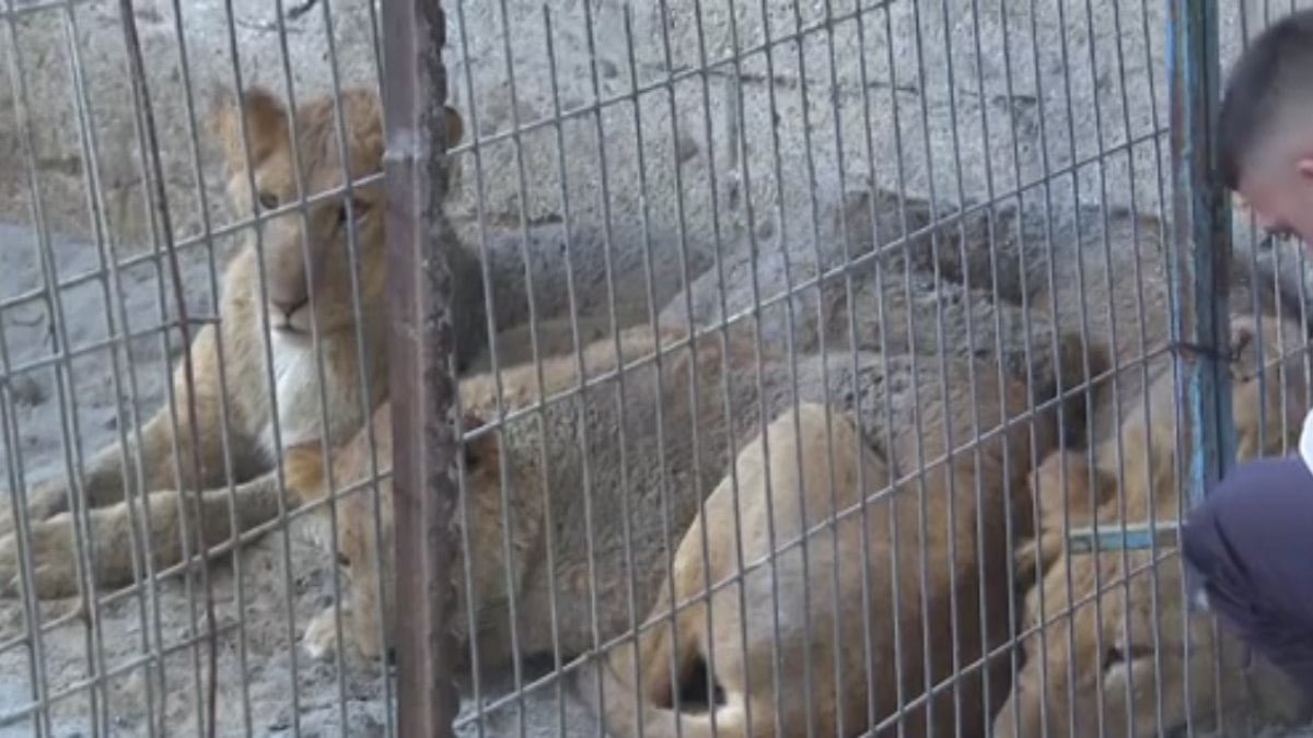 leões são abandonados em zoológico em meio à ofensiva de Israel