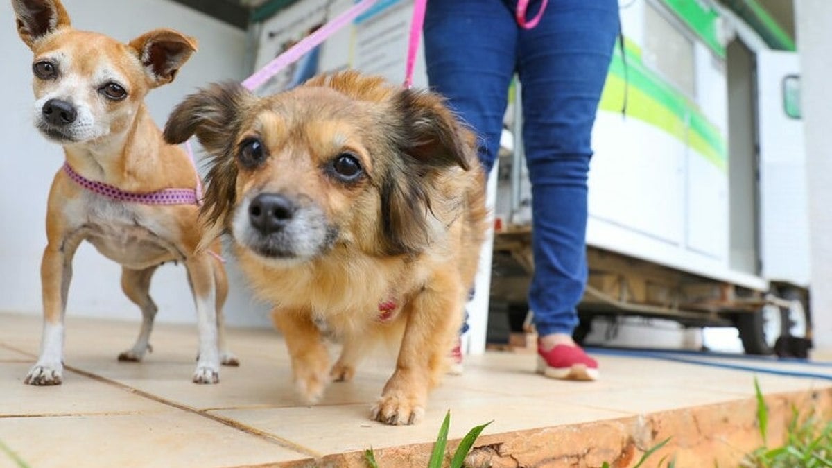 Vizinho sujão? Lei prevê multa para quem não recolher fezes de animais no DF Vizinho sujão? Lei prevê multa para quem não recolher fezes de animais no DF