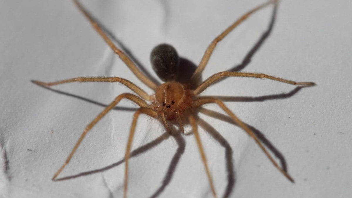 Três das aranhas mais perigosas do mundo fazem 60 vítimas no estado de SP em 2024 Três das aranhas mais perigosas do mundo fazem 60 vítimas no estado de SP em 2024