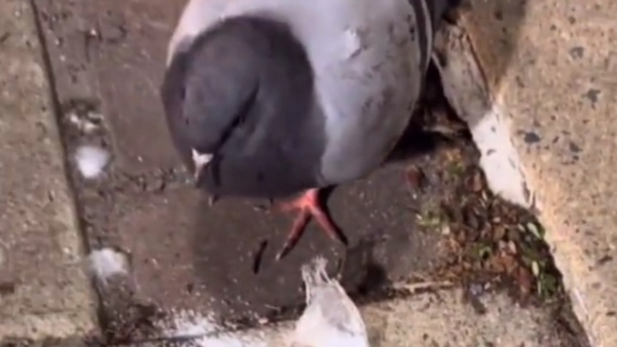 Pombo é flagrado paralisado após comer cocaína; veja vídeo Pombo é flagrado paralisado após comer cocaína; veja vídeo