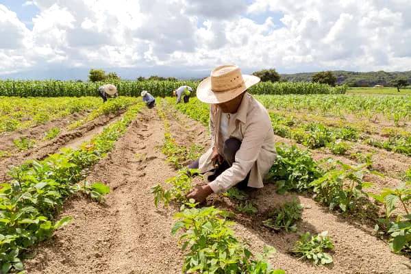 Acre deverá receber cerca de R$ 700 milhões em créditos para agricultura familiar Acre deverá receber cerca de R$ 700 milhões em créditos para agricultura familiar