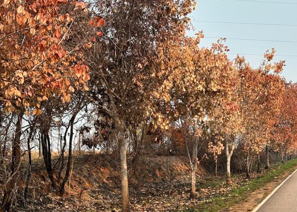Seringueiras que formam “túnel” da Estrada da Borracha são atingidas por incêndio – ac24horas.com Seringueiras que formam “túnel” da Estrada da Borracha são atingidas por incêndio – ac24horas.com