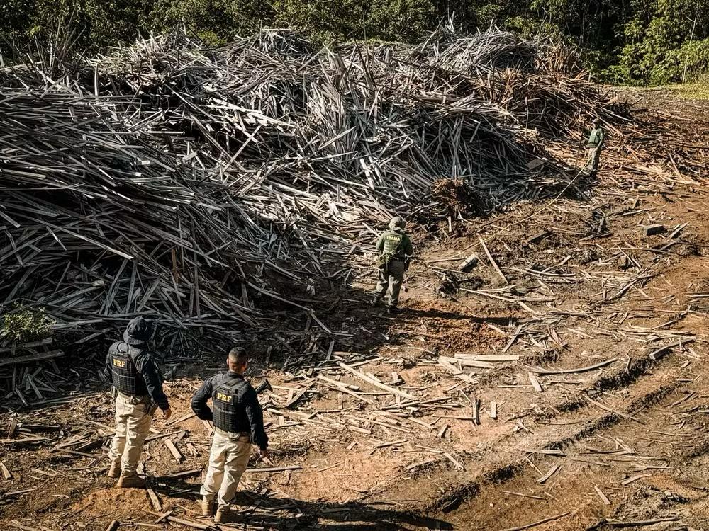 Madeireira suspeita de faturar R$ 1,5 milhão em fraudes é multada no Pará – ac24horas.com Madeireira suspeita de faturar R$ 1,5 milhão em fraudes é multada no Pará – ac24horas.com
