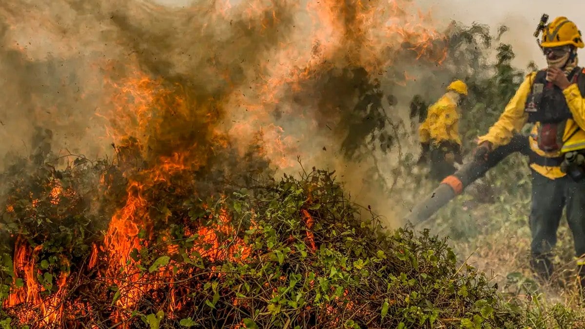 Fogo volta a aumentar no Pantanal e já consumiu 1,3 mi de hectares Fogo volta a aumentar no Pantanal e já consumiu 1,3 mi de hectares
