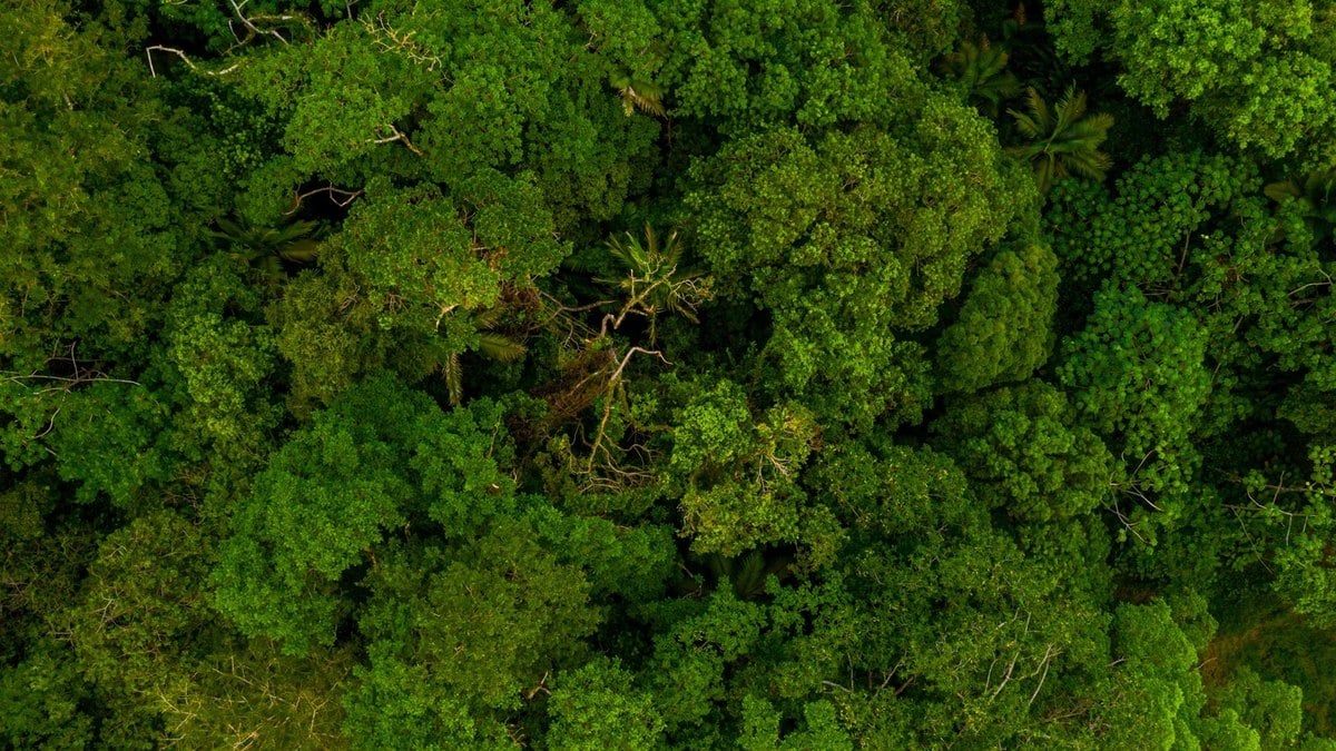 Países amazônicos intensificam medidas para combater crimes contra a natureza Países amazônicos intensificam medidas para combater crimes contra a natureza