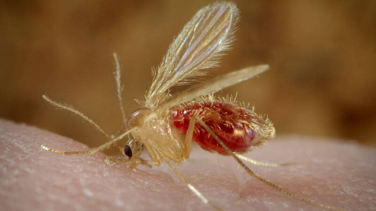 Unicamp acha variante da leishmaniose resistente ao medicamento mais utilizado no Brasil Unicamp acha variante da leishmaniose resistente ao medicamento mais utilizado no Brasil
