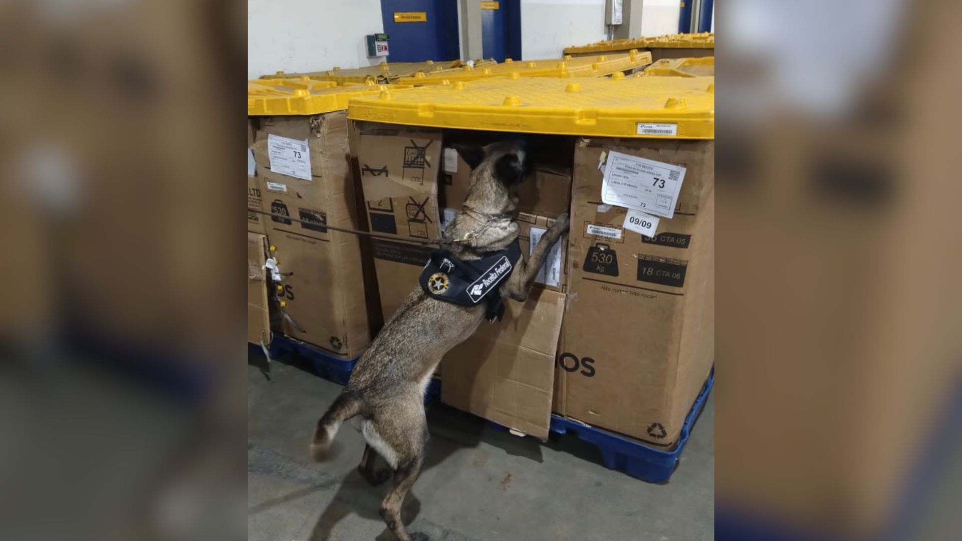 Cocaína disfarçada de “suplemento alimentar“ é encontrada nos Correios do Recife Cocaína disfarçada de “suplemento alimentar“ é encontrada nos Correios do Recife