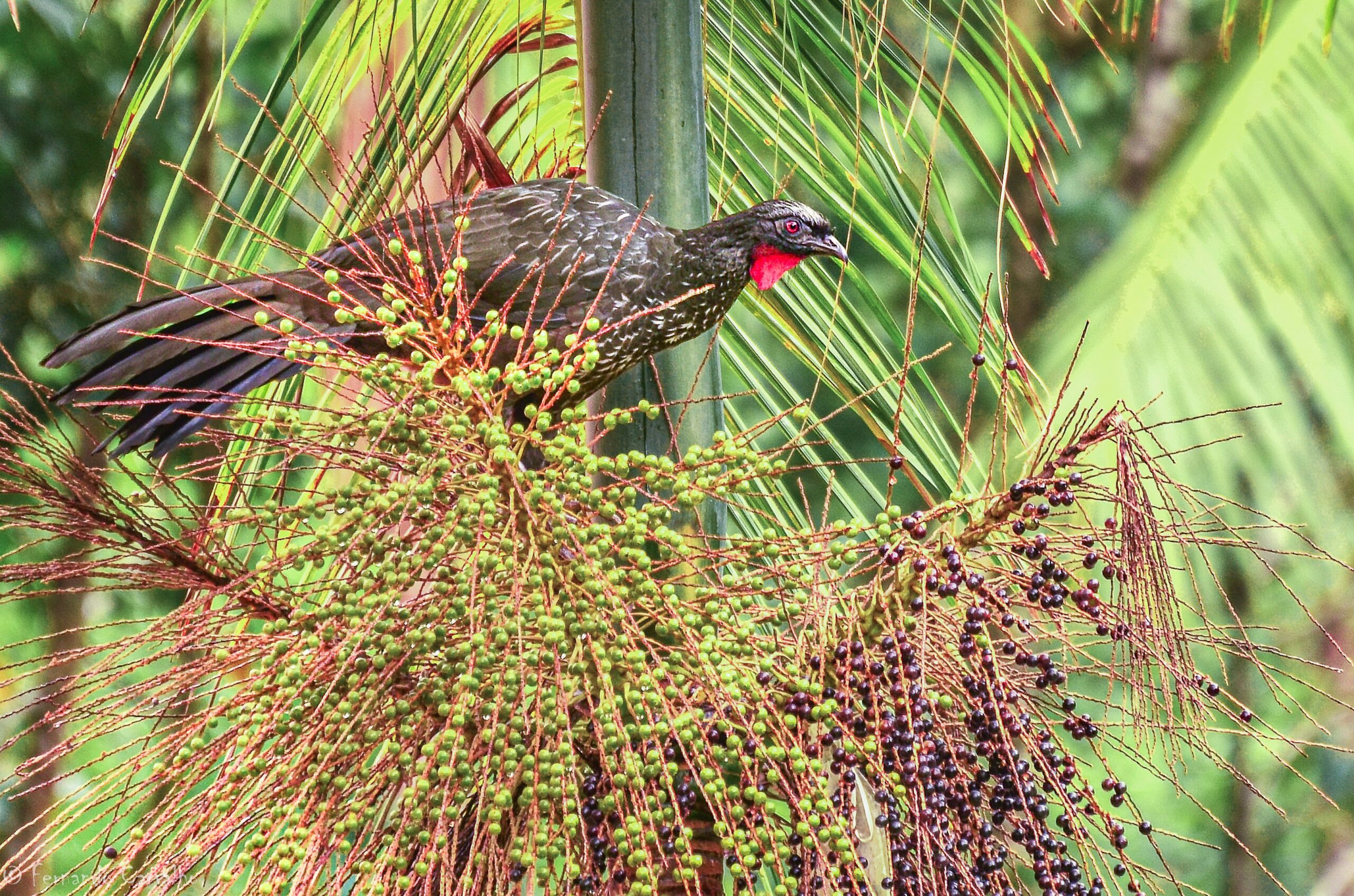 Ameaçada de extinção, palmeira-juçara ganha nova chance em reserva natural no PR Ameaçada de extinção, palmeira-juçara ganha nova chance em reserva natural no PR