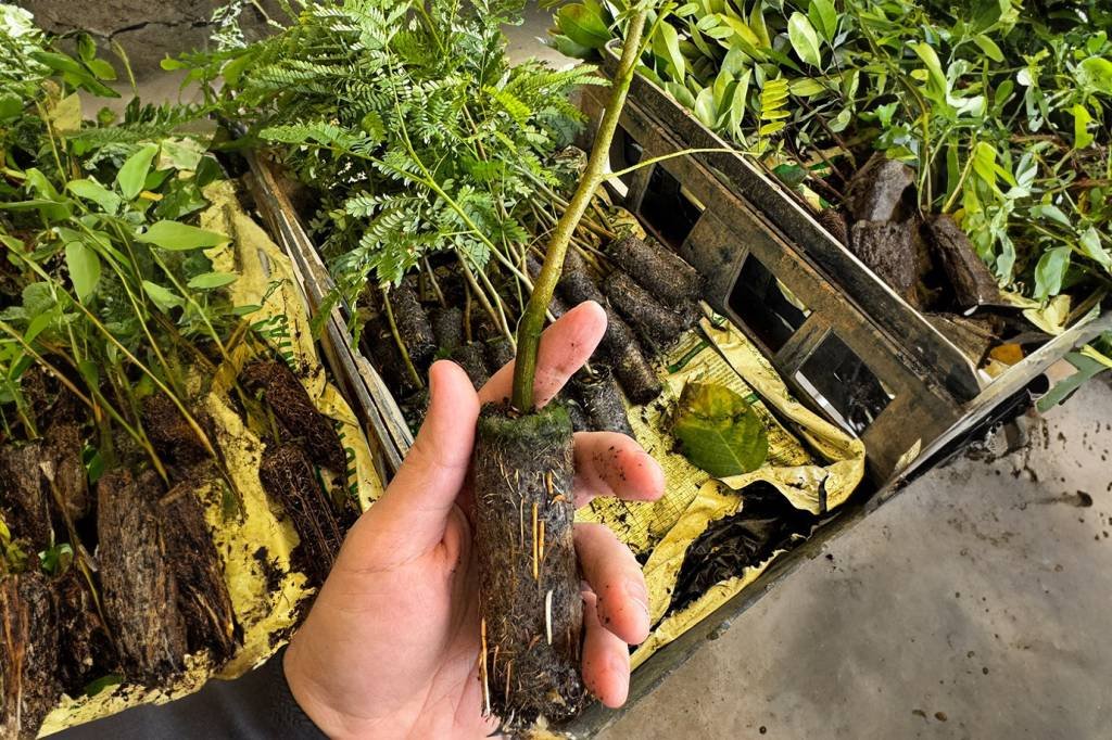 Em tempos de queimadas, essa empresa cresce plantando 1.000 árvores por dia Em tempos de queimadas, essa empresa cresce plantando 1.000 árvores por dia