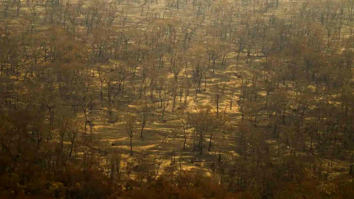 Amazônia e Pantanal têm recorde de incêndios e secas Amazônia e Pantanal têm recorde de incêndios e secas