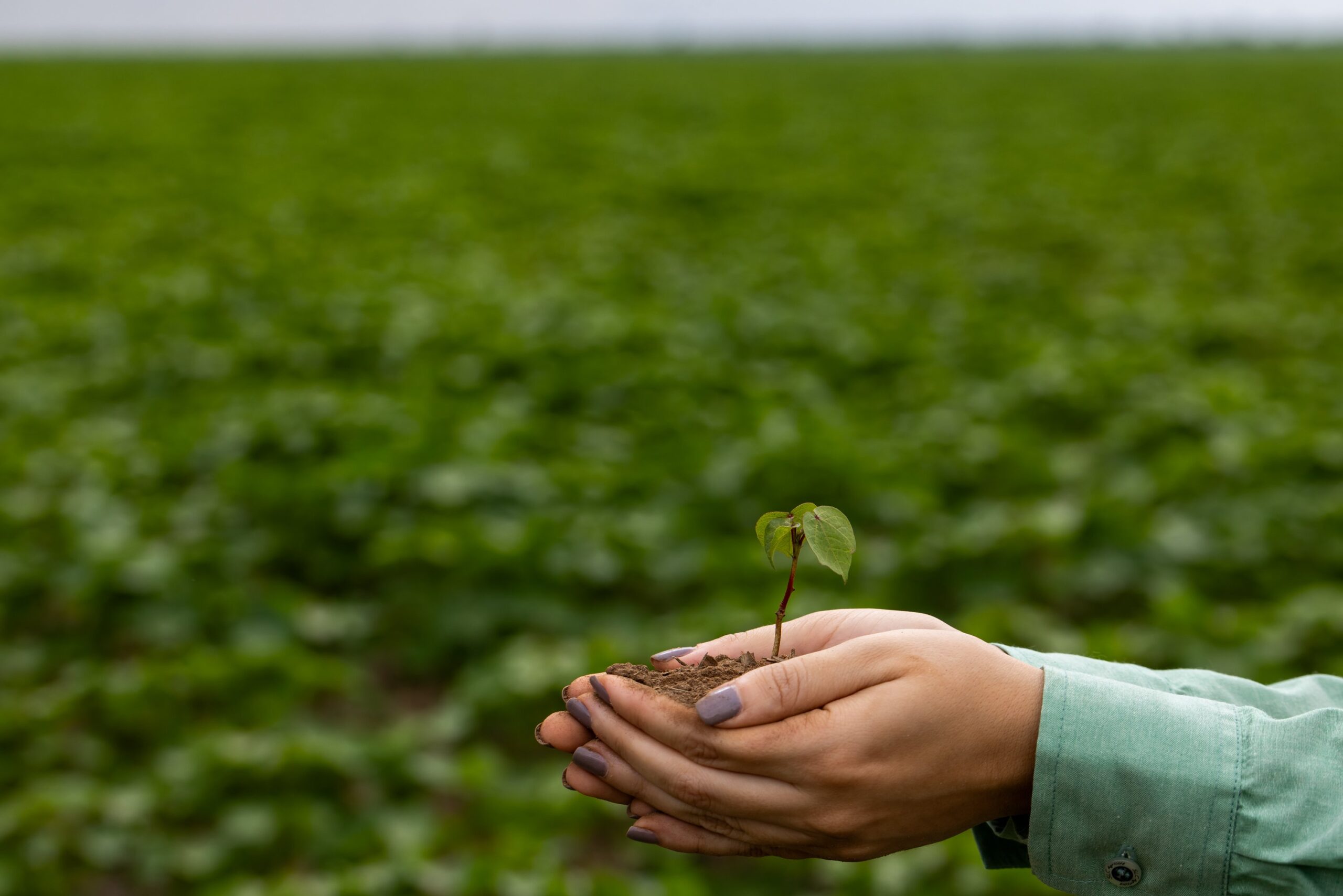 Como a agricultura regenerativa pode ajudar na descarbonização do planeta Como a agricultura regenerativa pode ajudar na descarbonização do planeta