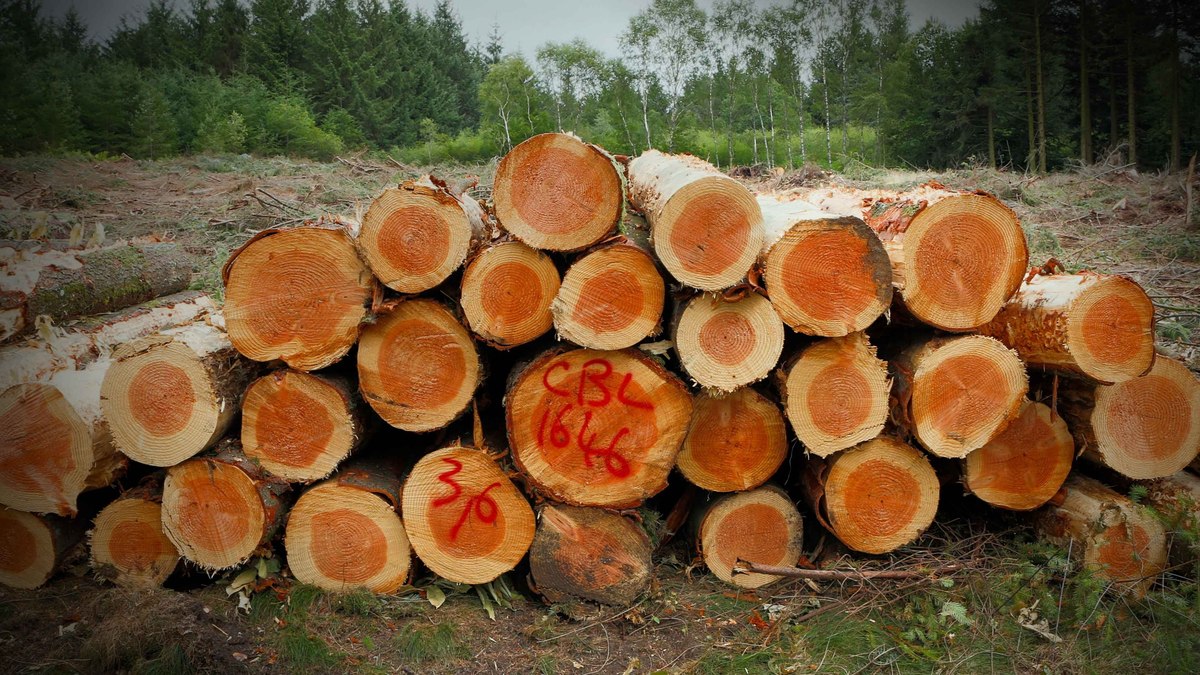 Futuro das florestas depende de uso das técnicas de manejo Futuro das florestas depende de uso das técnicas de manejo