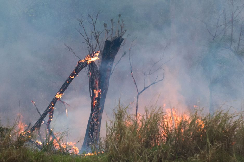 Animais vítimas de incêndios florestais começam a voltar à natureza em SP Animais vítimas de incêndios florestais começam a voltar à natureza em SP