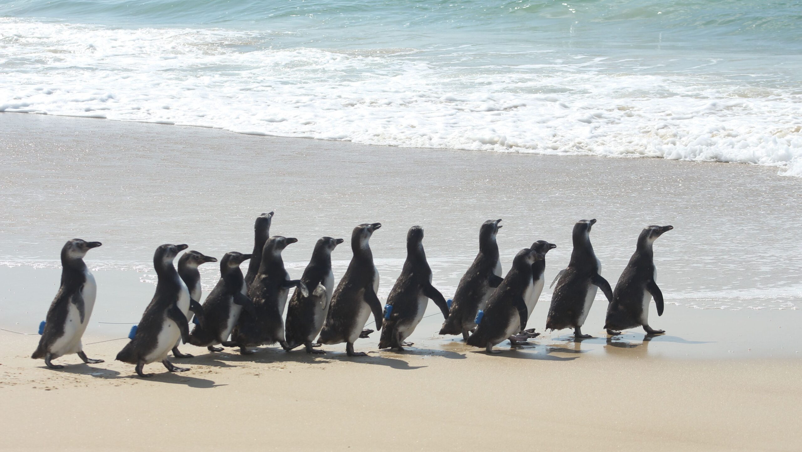 Mais de 70 pinguins são devolvidos ao mar após serem resgatados em SC Mais de 70 pinguins são devolvidos ao mar após serem resgatados em SC