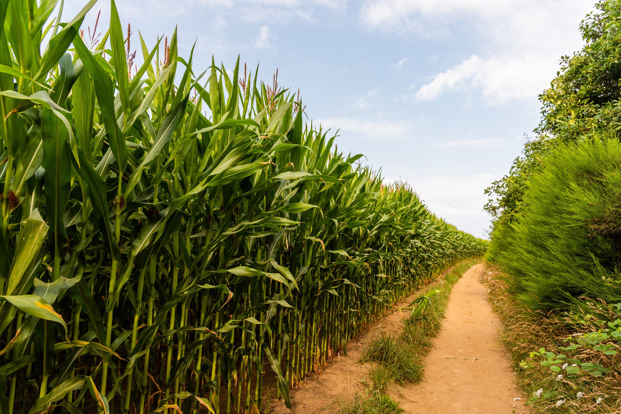 Enquanto Defesa entra no debate, ministérios do agro devem escapar de corte de gastos Enquanto Defesa entra no debate, ministérios do agro devem escapar de corte de gastos