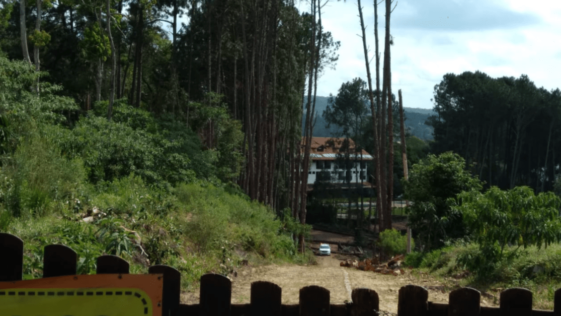 Homem morre após ser atingido por árvore em São Roque (SP) Homem morre após ser atingido por árvore em São Roque (SP)