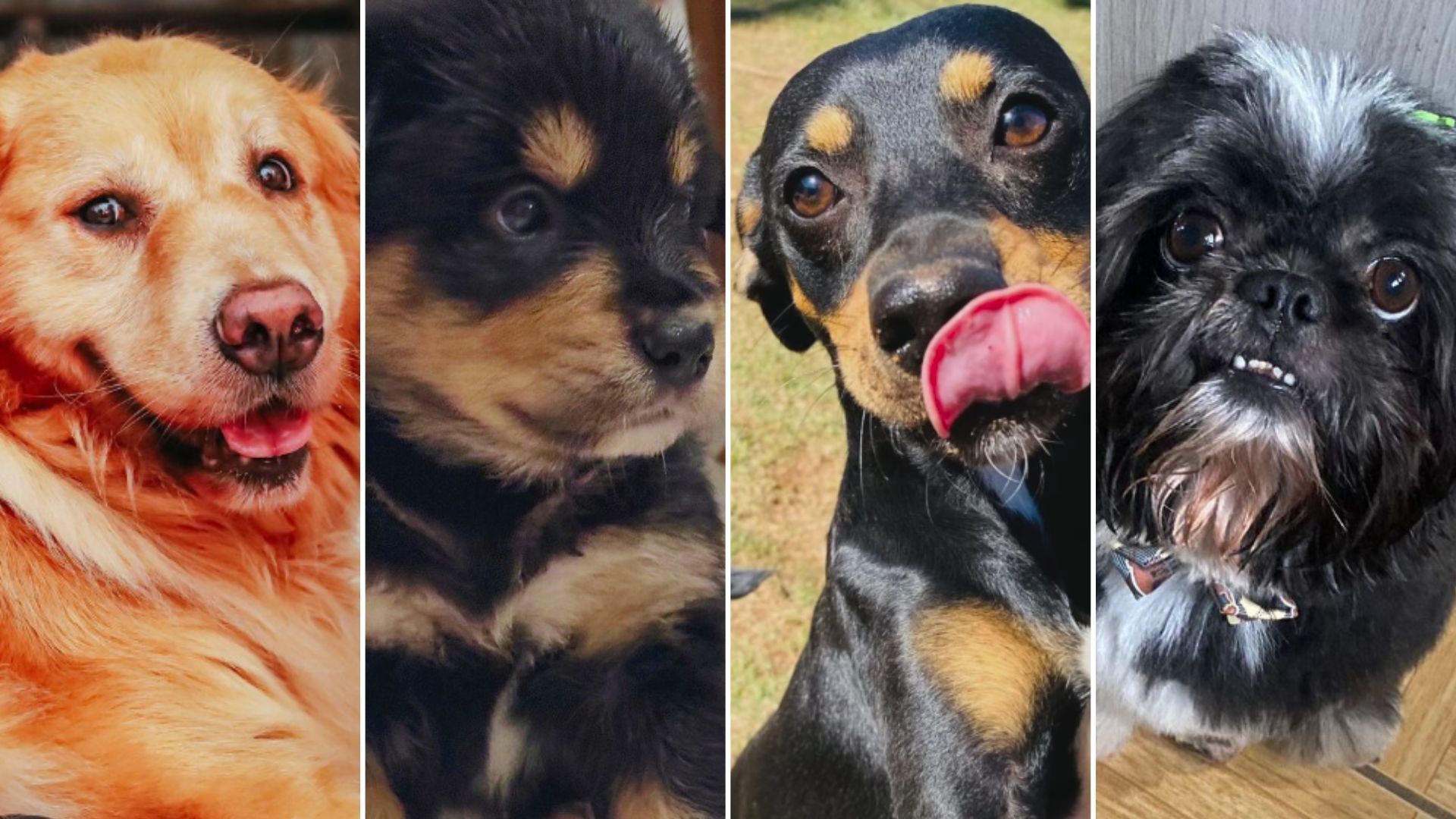 Reviravolta: além de Shih Tzu, Golden pode ter engravidado de outro cachorro ao mesmo tempo Reviravolta: além de Shih Tzu, Golden pode ter engravidado de outro cachorro ao mesmo tempo