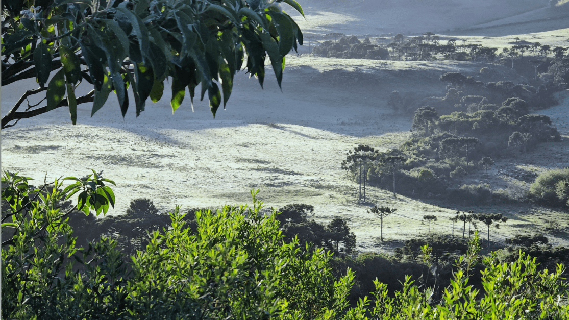 Serra catarinense amanhece com geada e mínima de 2,5°C; veja fotos Serra catarinense amanhece com geada e mínima de 2,5°C; veja fotos