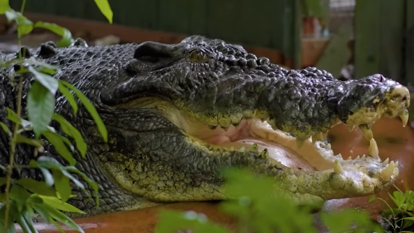 Com mais de 100 anos de idade, maior crocodilo cativo do mundo morre na Austrália Com mais de 100 anos de idade, maior crocodilo cativo do mundo morre na Austrália