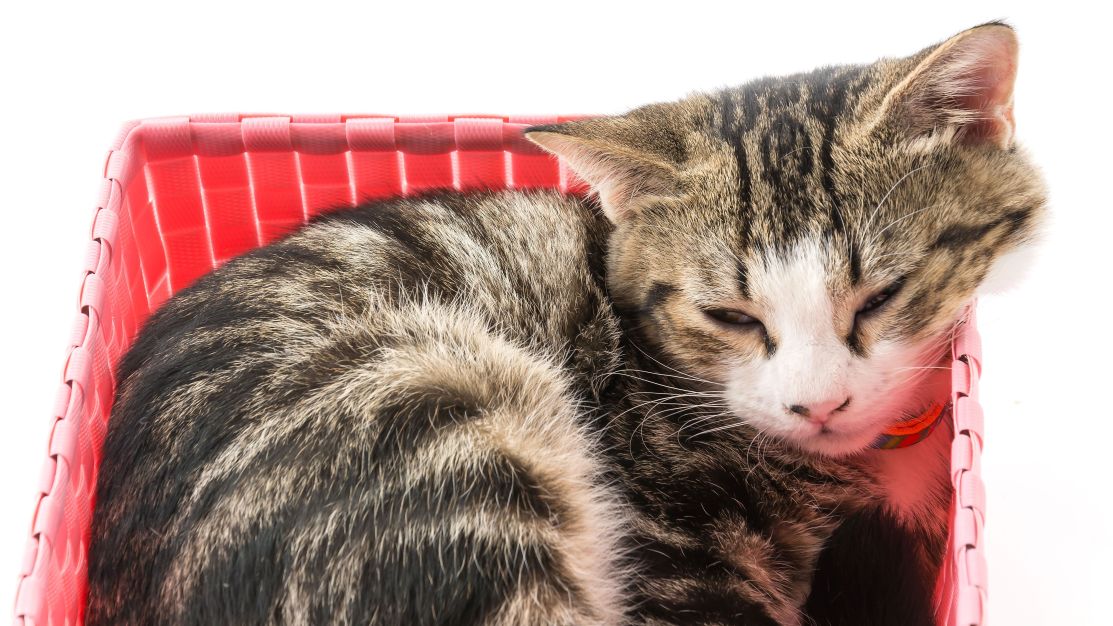 Gatos são líquidos? PhD em física viraliza com estudos que dizem que sim Gatos são líquidos? PhD em física viraliza com estudos que dizem que sim