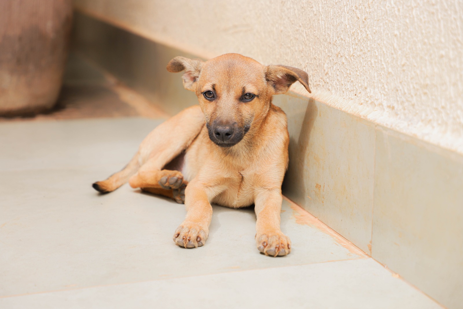 Prefeitura incentiva adoção de pets em Senador Canedo Prefeitura incentiva adoção de pets em Senador Canedo